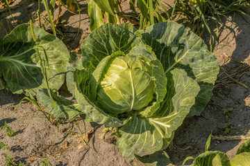 Young green head of cabbage