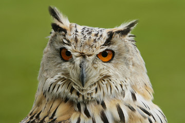 Portret Bengaalse oehoe.