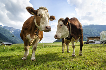 Fototapeta na wymiar Cows in the farm