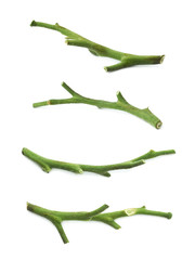 Green stems of tomato fruits isolated