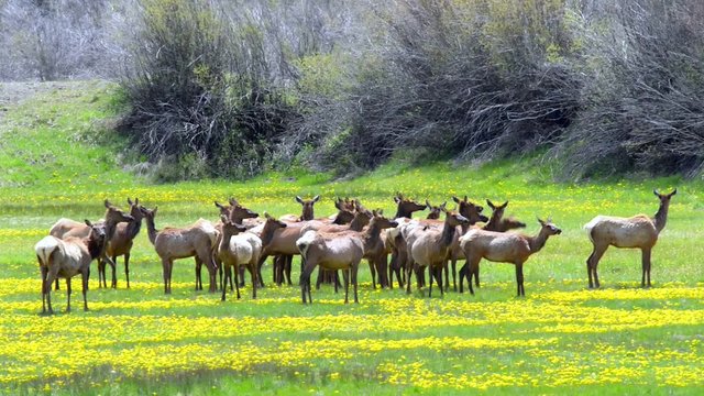 rocky mountain elk feed in a meadow near telluride, colorado