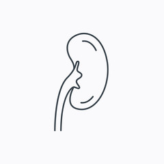 Kidney icon. Transplantation organ sign.