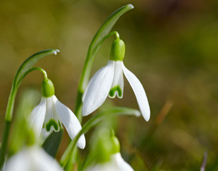 Fototapeta premium Snowdrops
