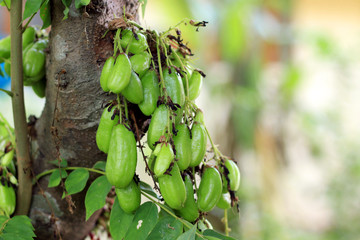 Averrhoa Bilimbi Linn/Bilimbi/cucumber tree
