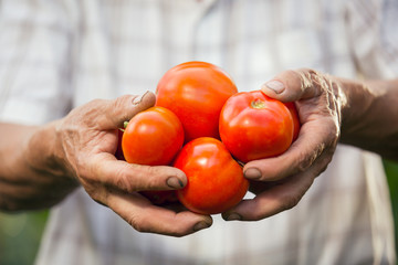 Old man holding tomatoes. The elderly man grows tomatoes in his garden