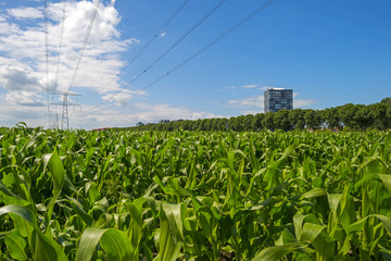 Highrise along a field with corn in summer