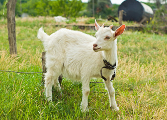The white goat