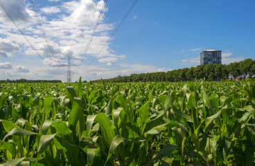 Highrise along a field with corn in summer