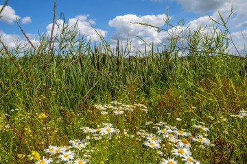 Obraz premium Wild flowers along the shore of a lake in summer