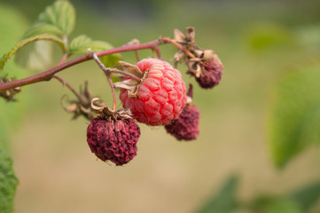 Raspberries, Dried on the Bush