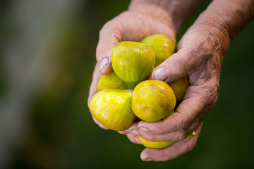 Senior man picking figs in an orchard. Selective focus