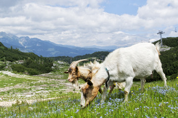 Fototapeta premium Mountain goats