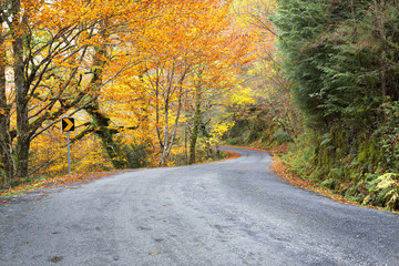 Obraz premium Road with colored trees in autumn season