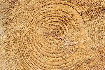 Naklejka premium Cut the tree ring texture
