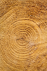 Naklejka premium Cut the tree ring texture