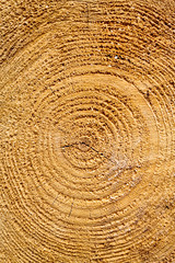 Fototapeta premium Cut the tree ring texture