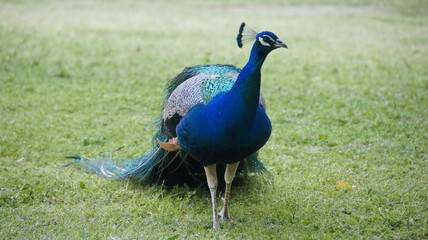 Photo of peacock with a tail during the mating season