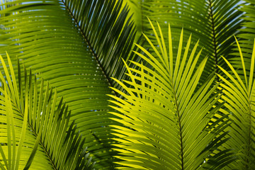 feuilles de palmier fraîches