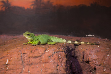 live wild reptiles lizards shot close-up in nature