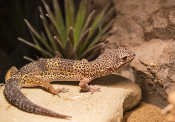 live wild reptiles lizards shot close-up in nature