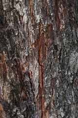 Wood Bark