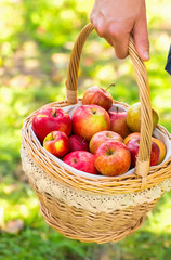 Organic apples in basket in summer grass. Fresh apples in nature