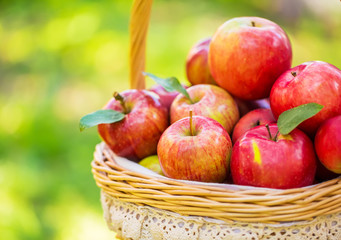 Organic apples in basket in summer grass. Fresh apples in nature
