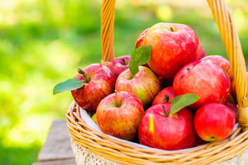 Organic apples in basket in summer grass. Fresh apples in nature