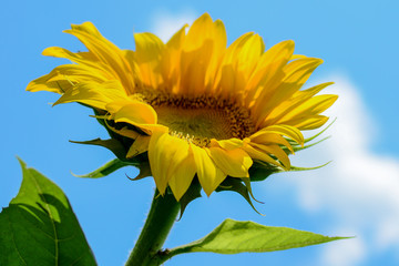 Yellow sunflower with blue sky background