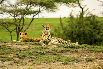 Young cheetahs 