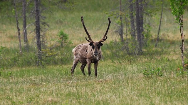 Rentiere in schwedisch Lapland