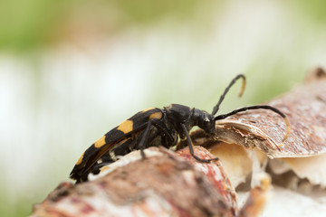 Leptura quadrifasciata on birch wood