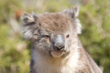 Close-up of a koala