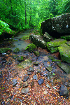 Tranquil Creek Scene in Alabama