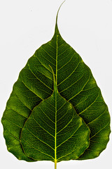 pho leaf