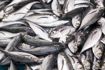 Group of fish in a market