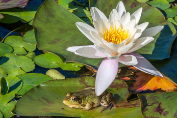frog under a water lily flower