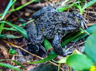 Frog tropical