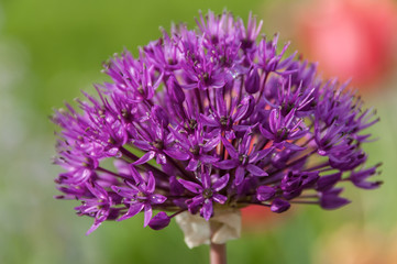 purple flower