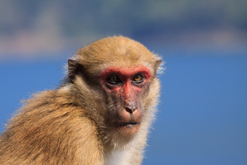 Obraz premium ape monkey in wilderness looking with eyes contact to camera