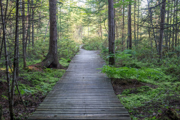 Boadwalk on a hiking trail through a Conifer Swamp
