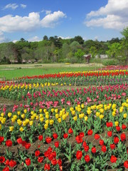 公園のチューリップ咲く風景