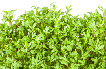 Cress salad