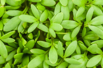 Cress salad