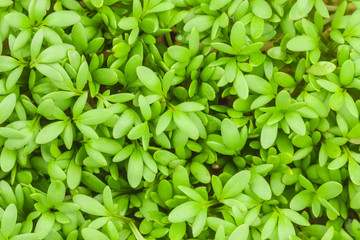 Cress salad