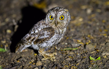 Very close up of Oriental Scops Owl(Otus sunia) on the ground 