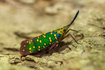 Very close up of Saiva Gemmata in nature 