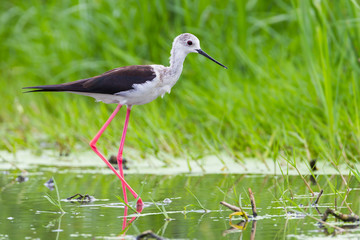Black-winged Stilt (Himantopus himantopus ) 