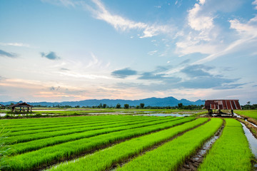 Fototapeta na wymiar Fresh rice field on beautiful sunset at chiangrai, thailand.