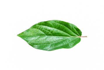 Fototapeta na wymiar Single isolated leaf on a white background